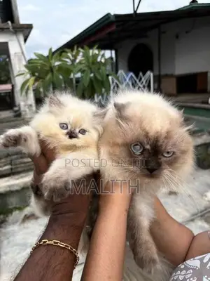 Persian Kitten