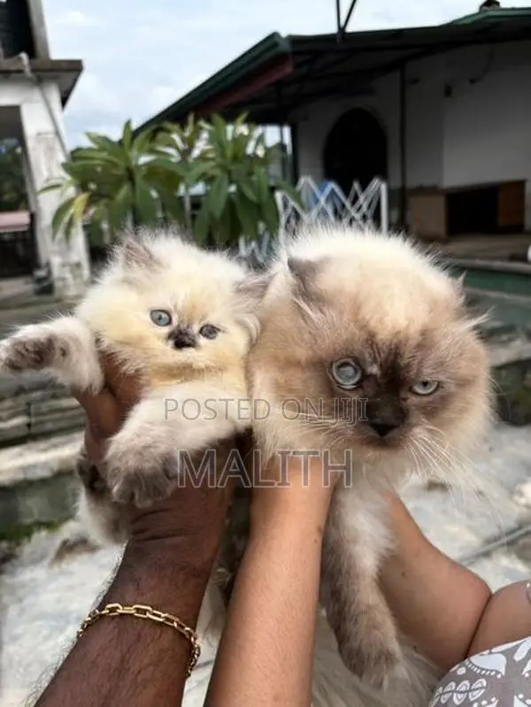 Persian Kitten