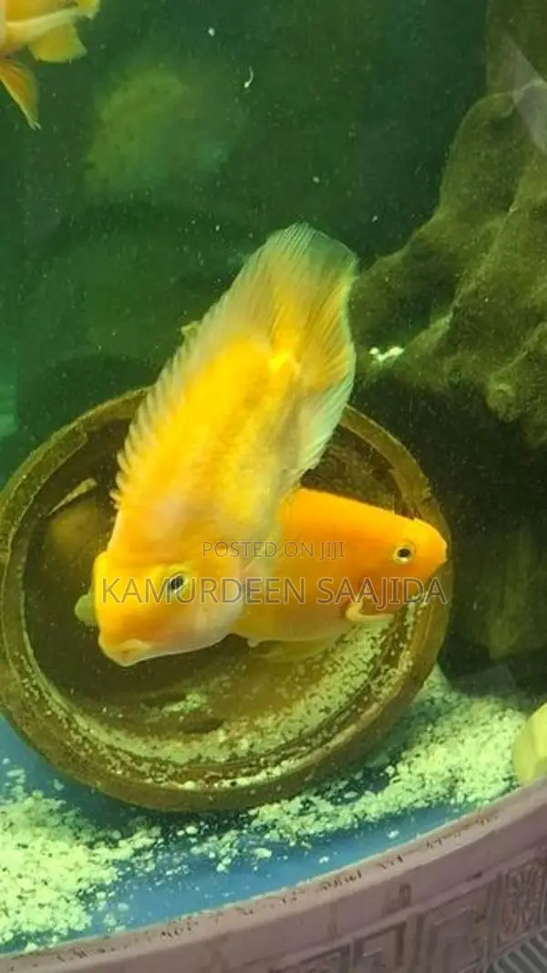 Parrot Fish