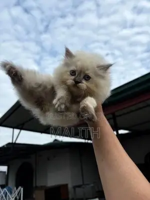 Persian Kitten