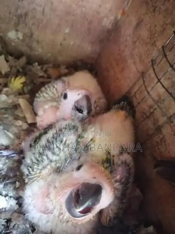 Sunconure Birds