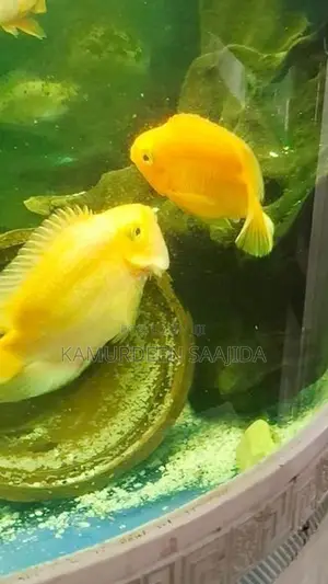 Parrot Fish
