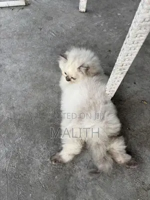 Persian Kitten