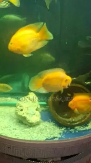 Parrot Fish