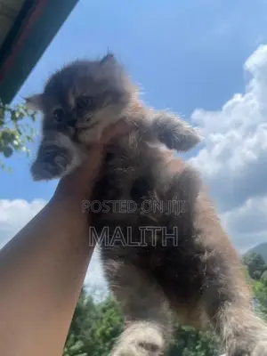 Persian Kitten