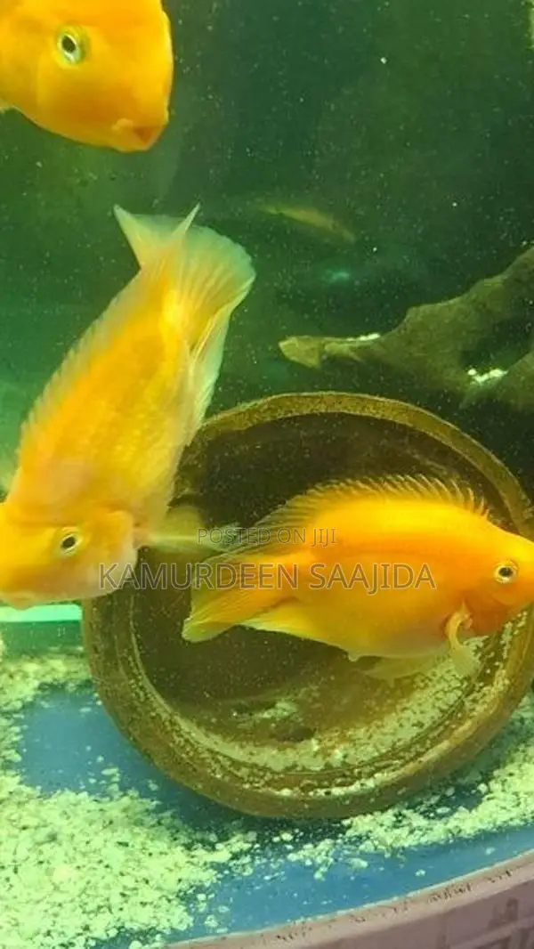 Parrot Fish