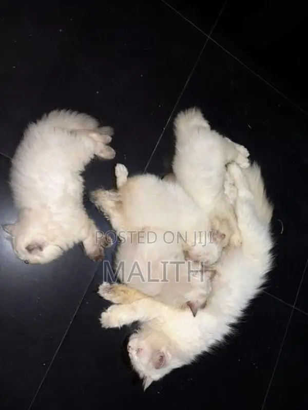Persian Kitten