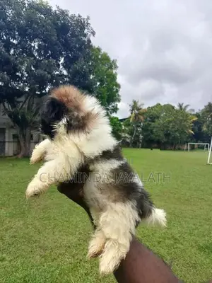 Shih Tzu Puppies