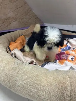 Shih Tzu Puppies