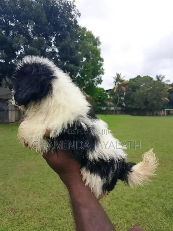 Shih Tzu Puppies
