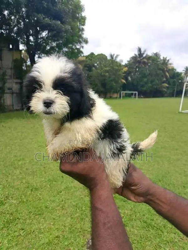 Shih Tzu Puppies