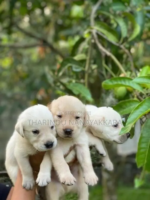 Labrodo puppy