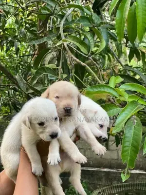 Labrodo puppy