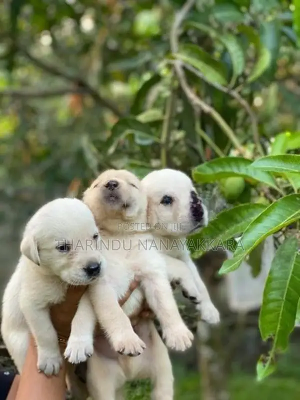 Labrodo puppy