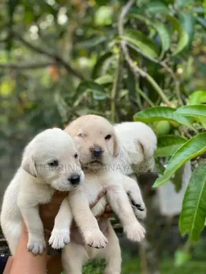Labrodo puppy