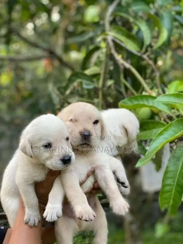 Labrodo puppy