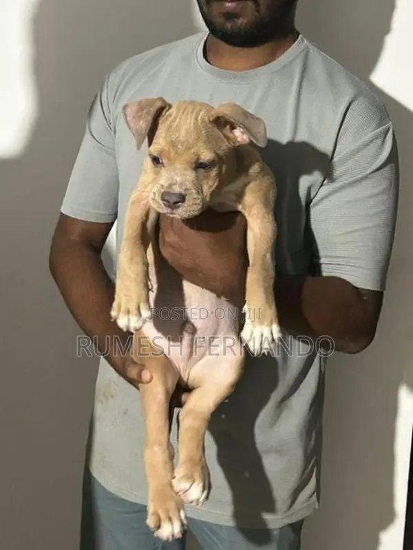 American Bully Puppy