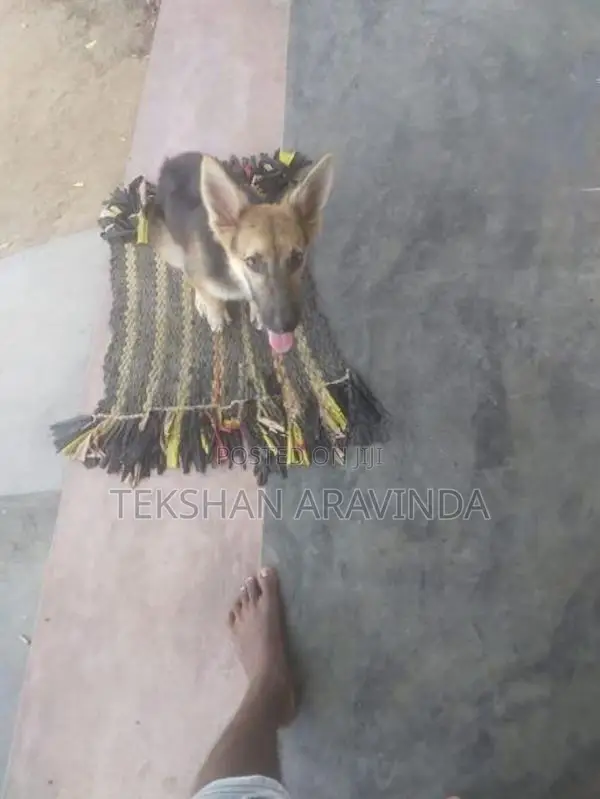 German Shepherd