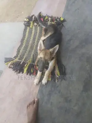 German Shepherd