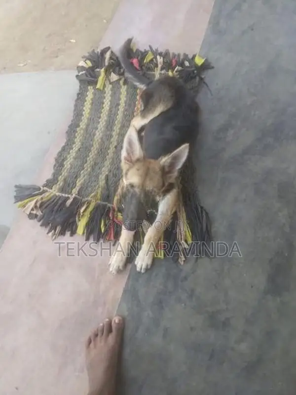 German Shepherd