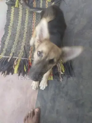 German Shepherd