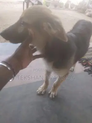 German Shepherd