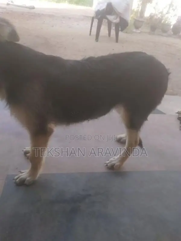 German Shepherd