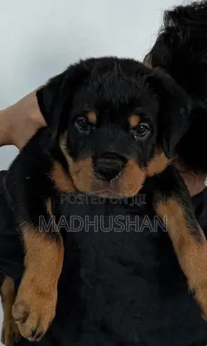 Best Qulity female rottweiler