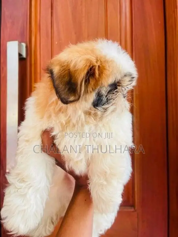 Shih Tzu Puppies