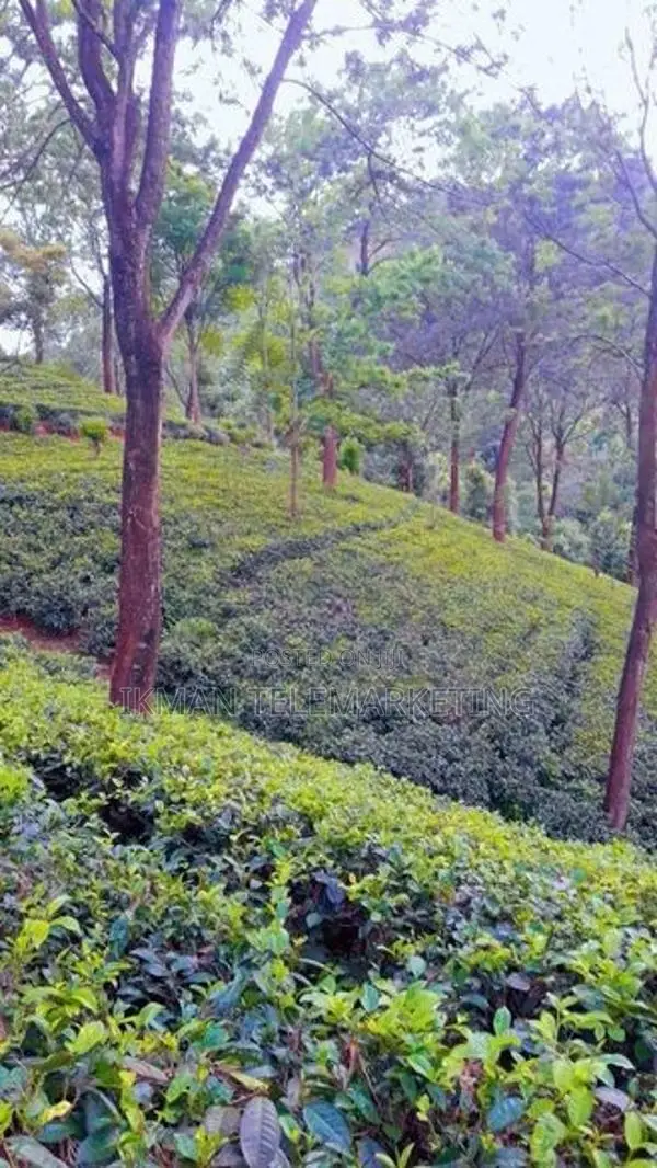 Beautiful Tea Land for Sale in Gampola