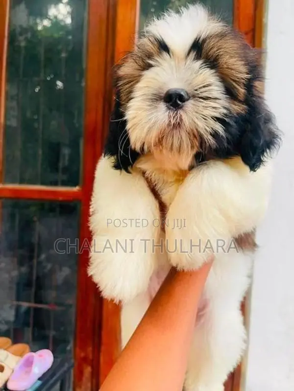 Shih Tzu Puppies