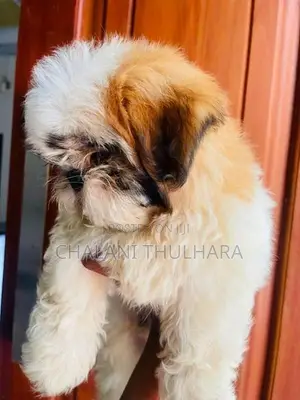 Shih Tzu Puppies