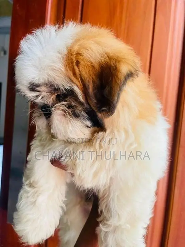 Shih Tzu Puppies
