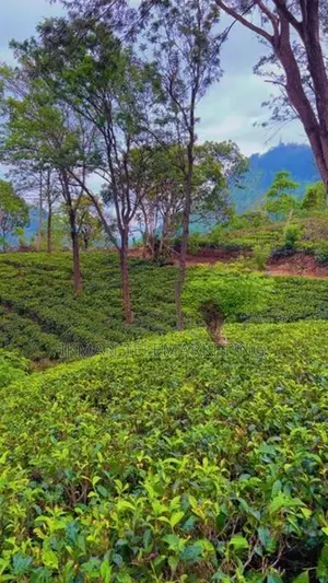 Beautiful Tea Land for Sale in Gampola