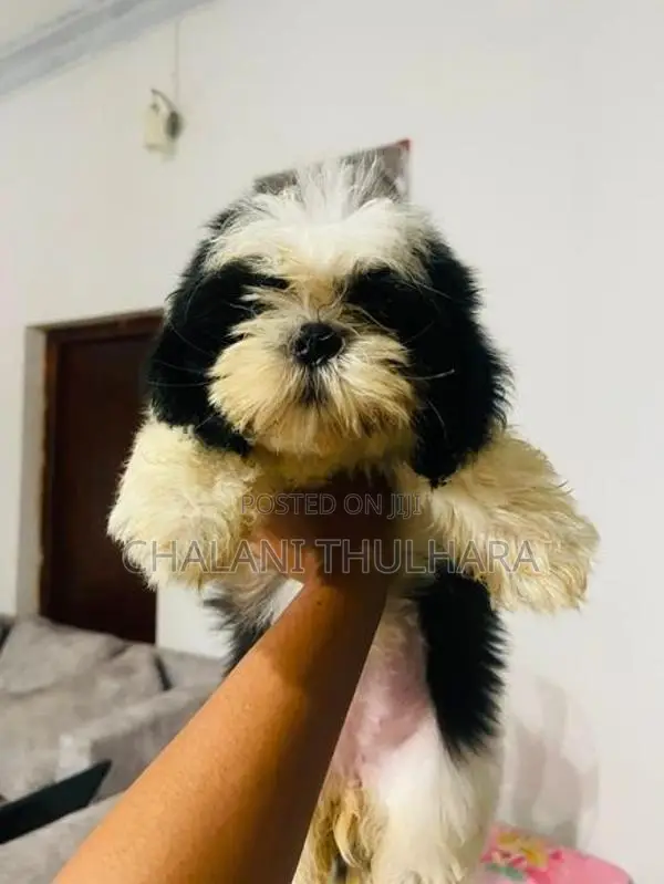 Shih Tzu Puppies