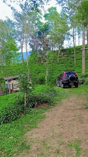 Beautiful Tea Land for Sale in Gampola