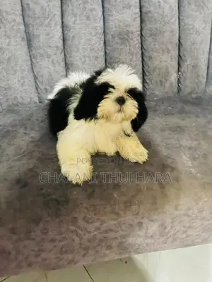 Shih Tzu Puppies
