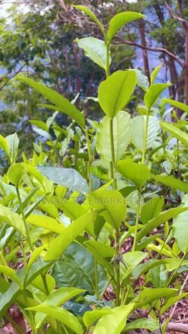Beautiful Tea Land for Sale in Gampola