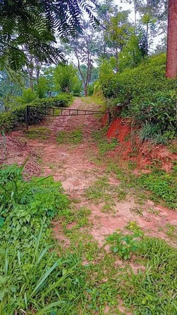 Beautiful Tea Land for Sale in Gampola