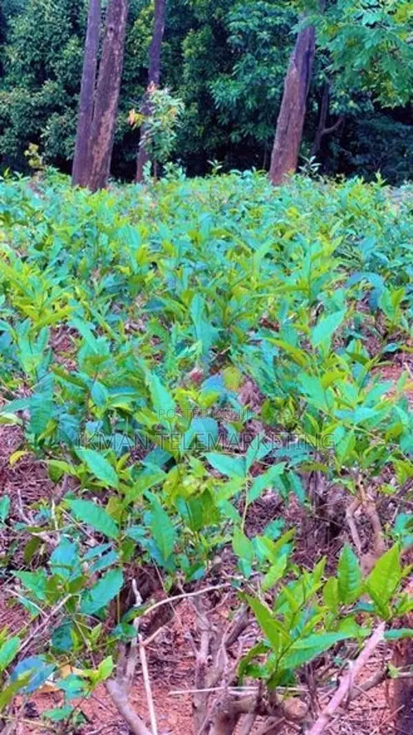 Beautiful Tea Land for Sale in Gampola