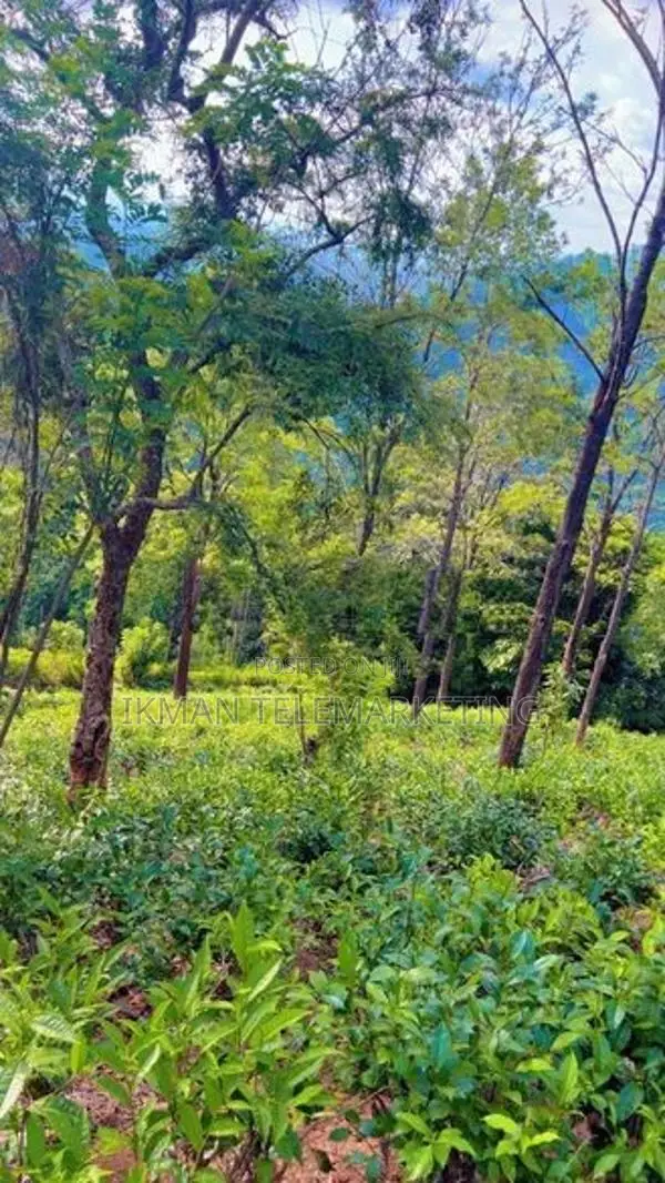 Beautiful Tea Land for Sale in Gampola