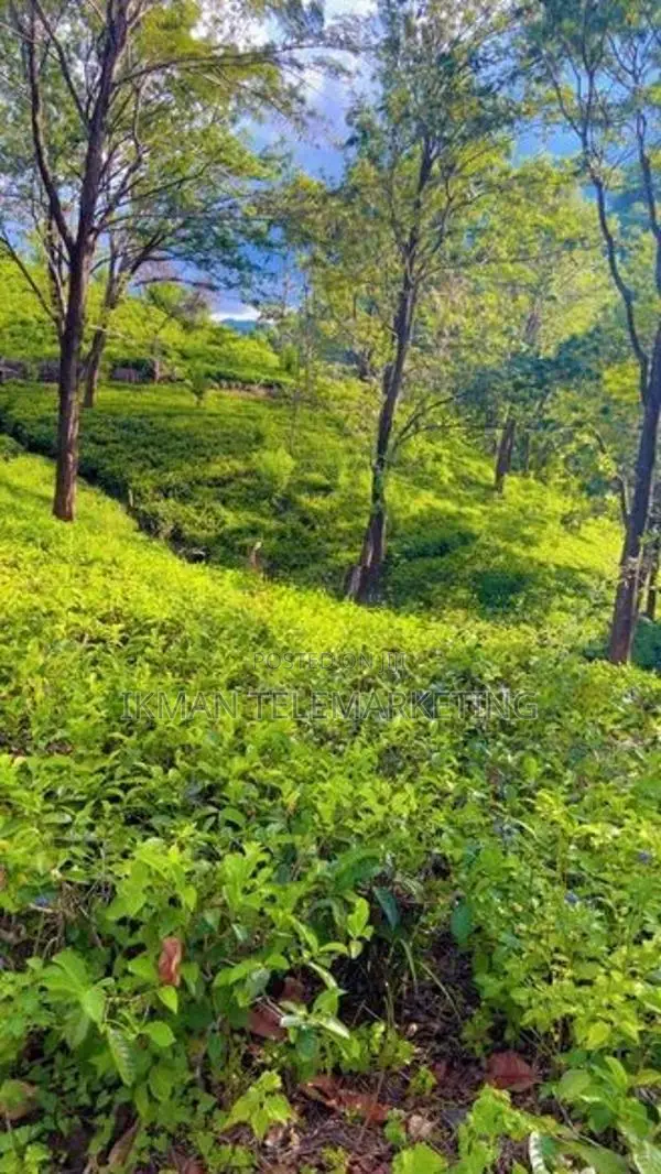 Beautiful Tea Land for Sale in Gampola