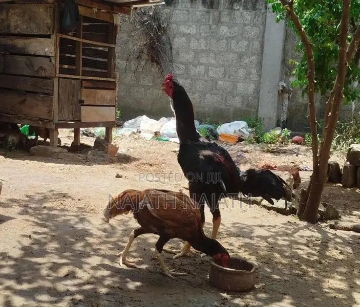 Rooster