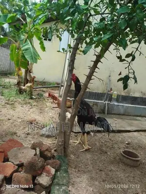 Rooster