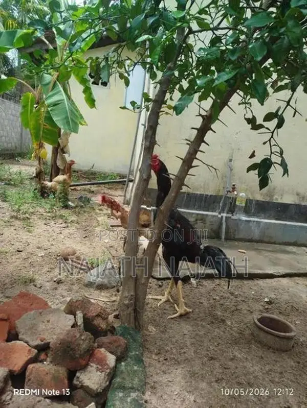 Rooster