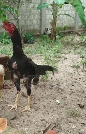 Rooster