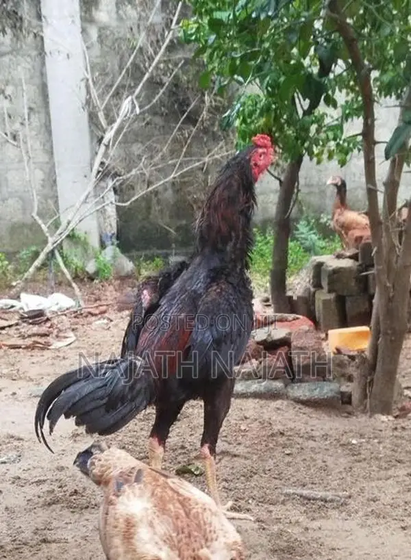 Rooster