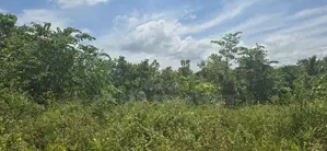 දඹුල්ලෙන් ඉඩමක් විකිණීමට - Land for sale in Dambulla