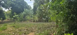 දඹුල්ලෙන් ඉඩමක් විකිණීමට - Land for Sale in Dambulla