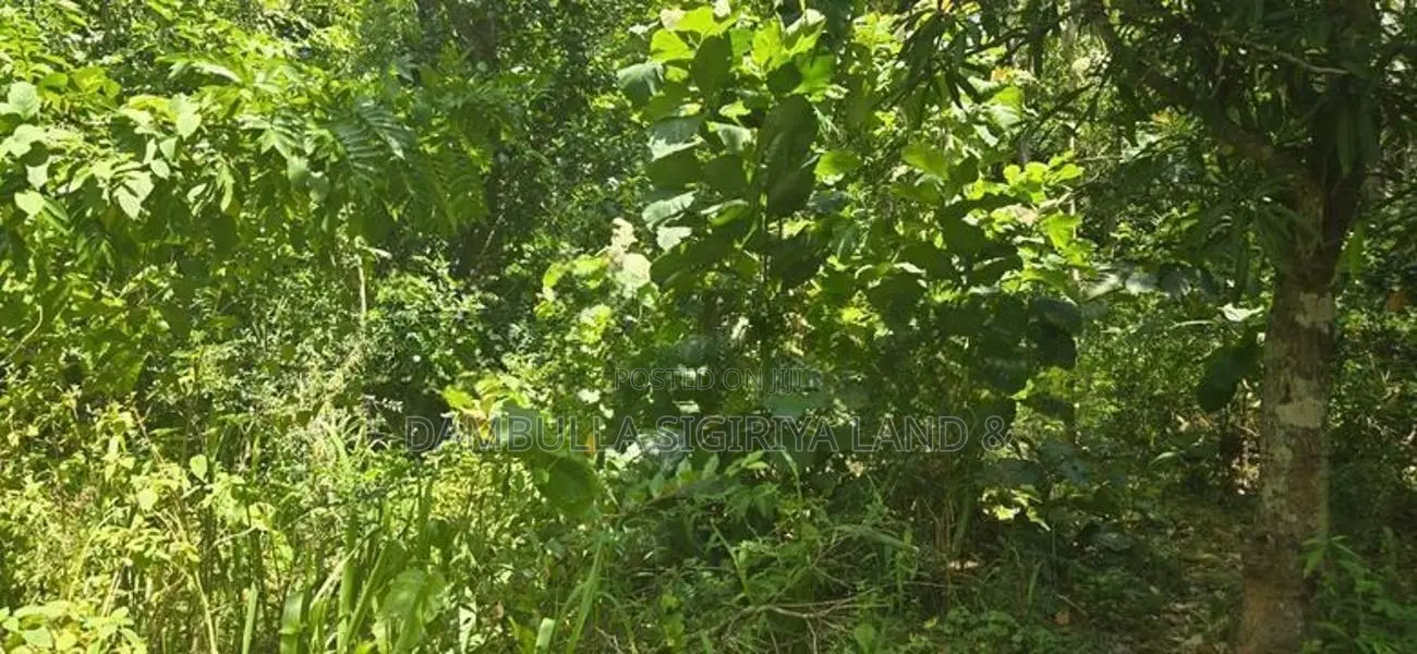 දඹුල්ලෙන් අනර්ග ඉඩමක් විකිණීමට - Land for Sale in Dambulla